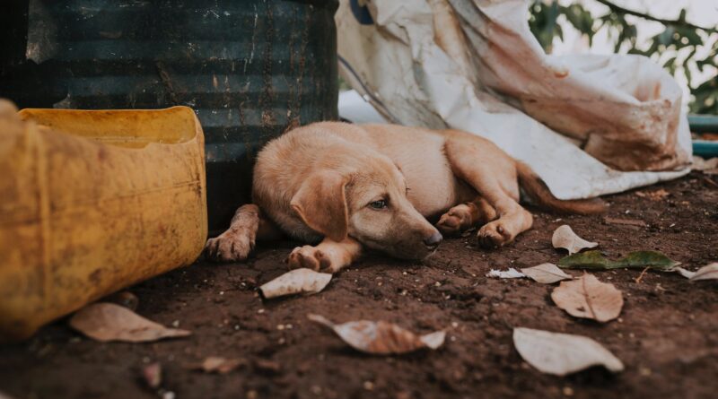sad homeless dog lying on street