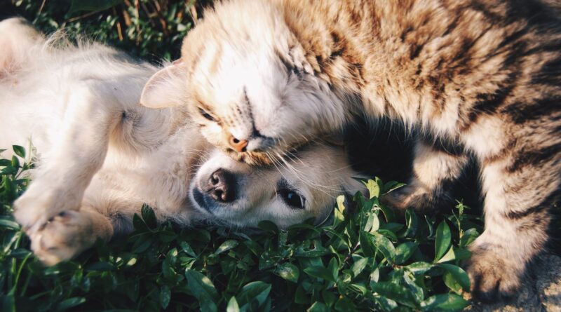 orange tabby cat beside fawn short coated puppy