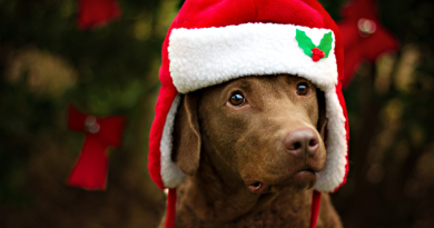 10 Grants to Help Animals in Need This Holiday Season