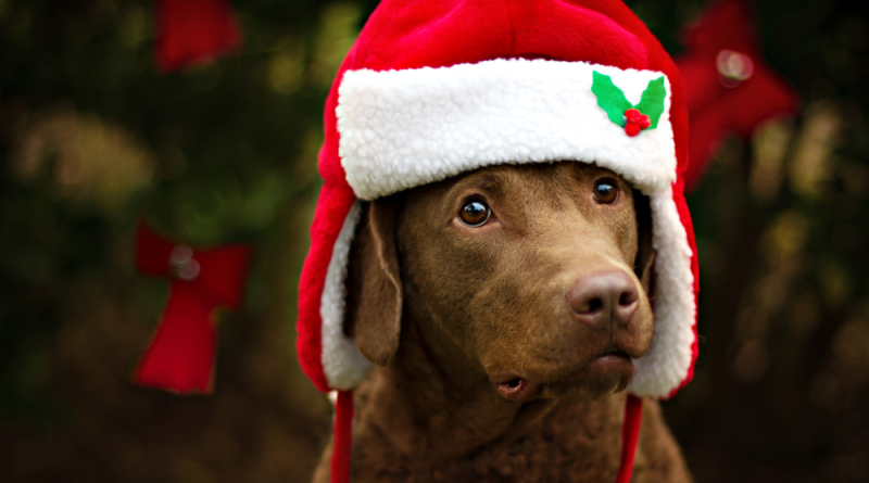 10 Grants to Help Animals in Need This Holiday Season