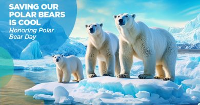 Honoring Polar Bears With Environment & Conservation Grants