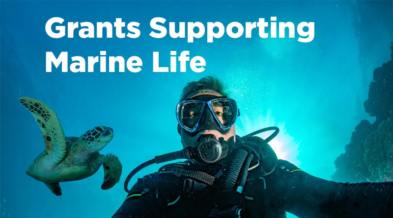 Grants for Marine Life & Coastal Community Nonprofits